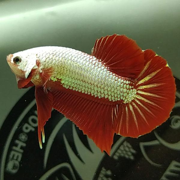 Bạn biết được bao nhiêu về cá xiêm đá?