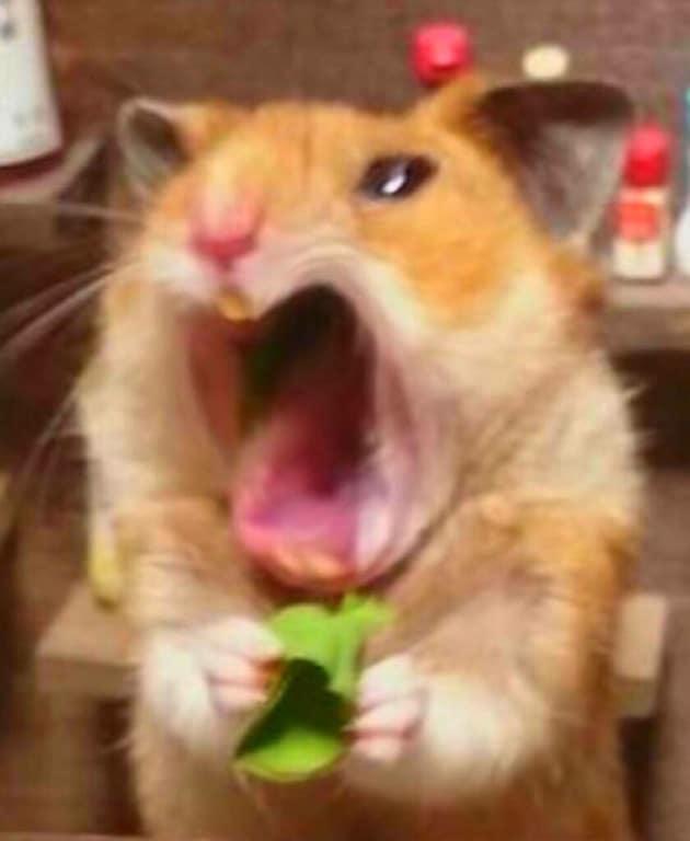 Hình ảnh chuột hamster cute với đôi má phúng phính căng tròn đang nhìn thẳng vào ống kính, trông vô cùng đáng yêu và mập mạp.