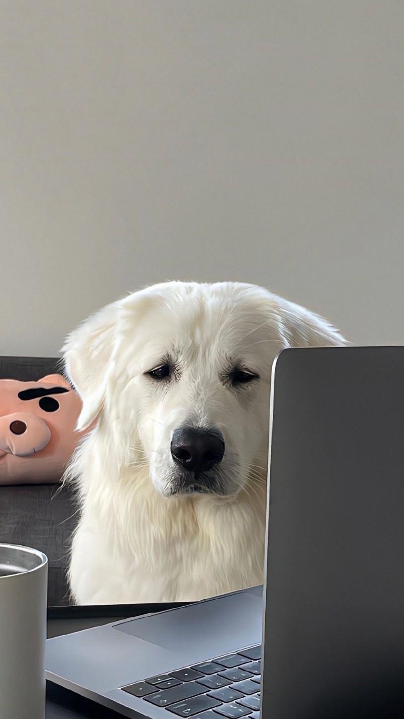 Hình Nền Đẹp Chó Con: Tuyển Tập Ảnh Cute, Ngầu, Vô Tri Chất Lượng Cao