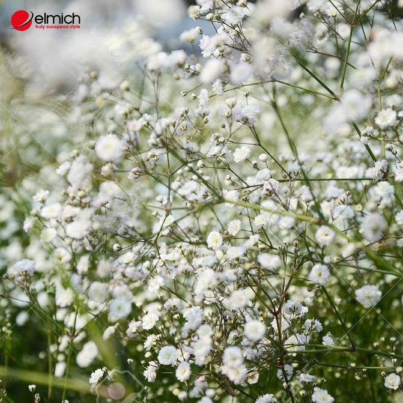 Hé lộ nguồn gốc và tất cả ý nghĩa của hoa baby không phải ai cũng biết