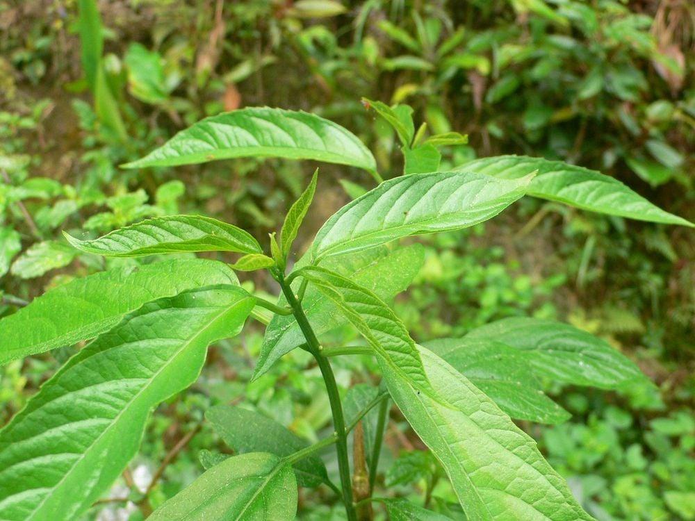 Cây bọ mẩy có tác dụng gì?