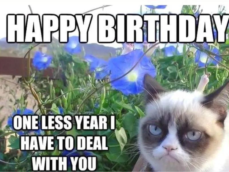 Meme mèo đáng yêu chúc mừng sinh nhật