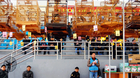 Ngày xuân “say” điệu hót chào mào