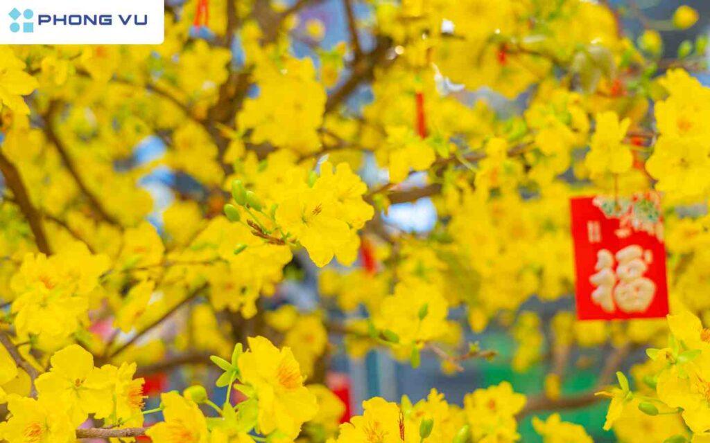 Tuyển tập ca dao tục ngữ về ngày Tết ấm áp, hay, ý nghĩa nhất