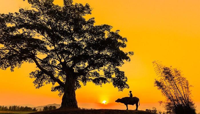 Phân tích bài thơ Thiên Trường vãn vọng lớp 8