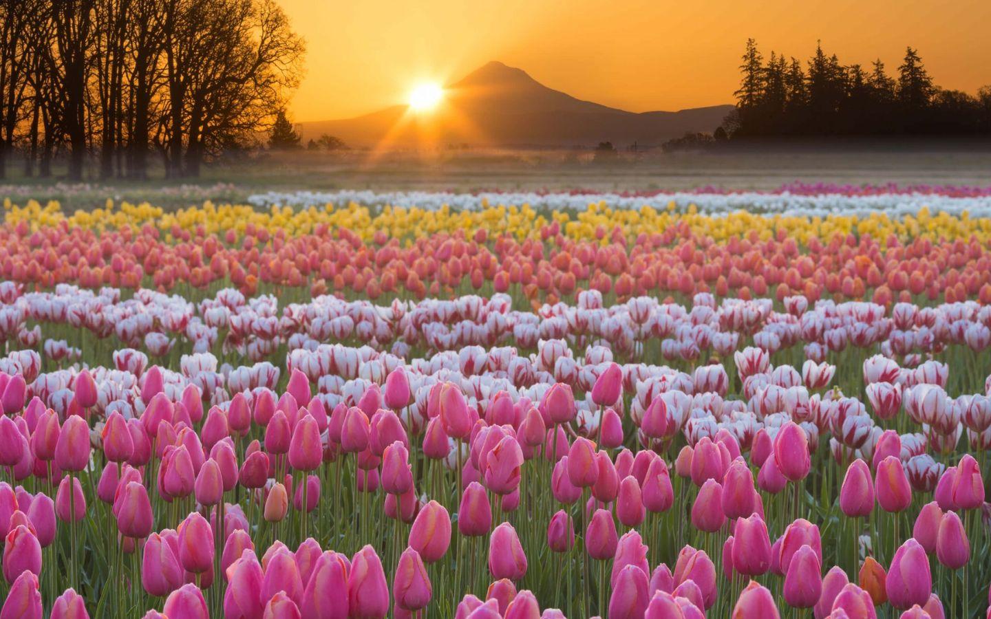 Tổng hợp hình nền hoa tulip đẹp nhất năm 2025