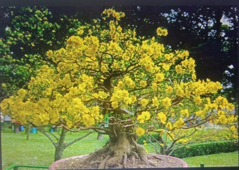 NHỮNG BÀI THƠ VỀ MÙA XUÂN.