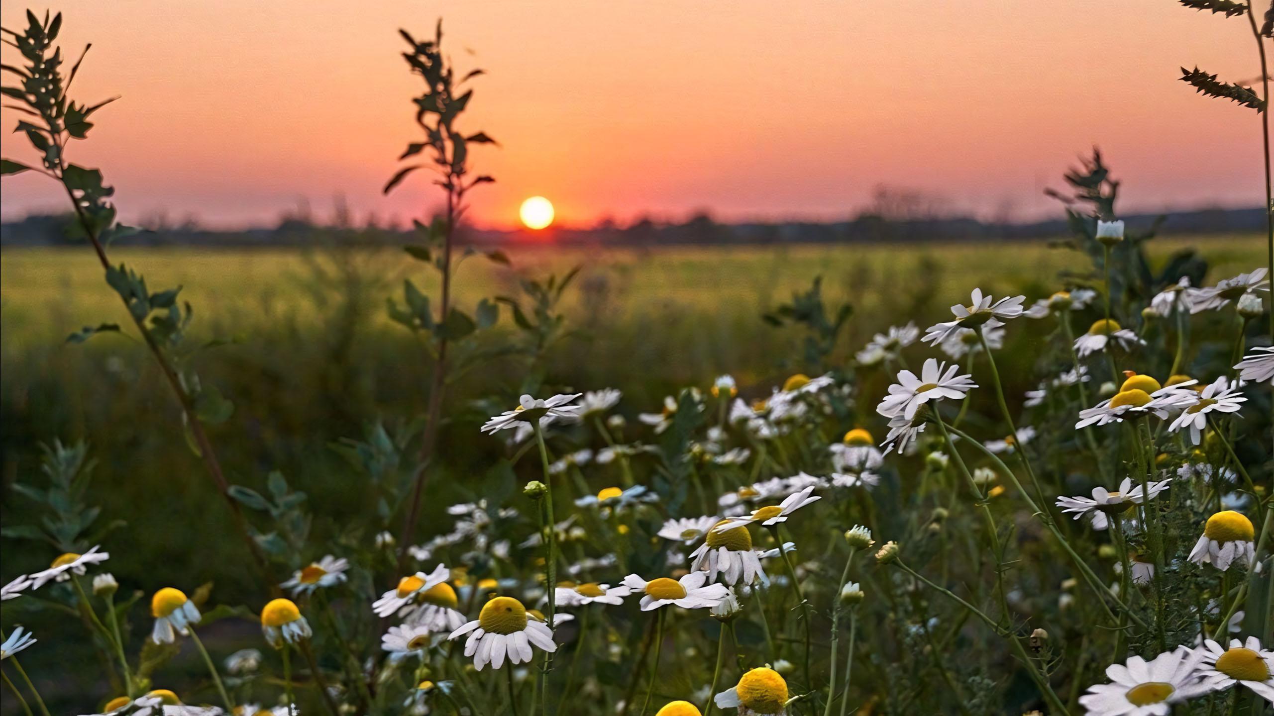 880+ Ảnh Hoa Cúc Họa Mi Buồn ???, Avatar Facebook Hoa Cúc, Hình Nền Ảnh Hoa Cúc Họa Mi