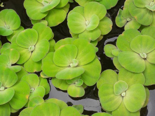 Truyện cổ tích: Sự tích Bà Chúa Bèo