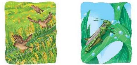 Giáo án Tiếng Việt 2 kết nối Bài 30: Cánh đồng quê em