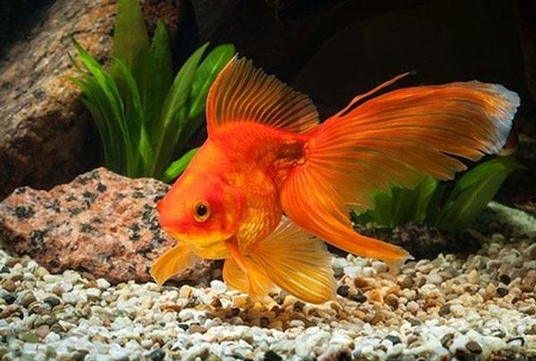 30+ bài thơ về con vật, bài đồng dao về con vật ngắn gọn, hay cho bé