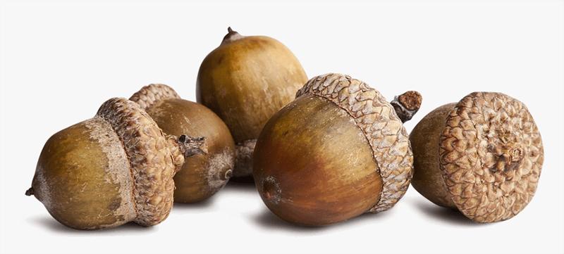 Những món đồ đem lại may mắn trong học tập và thi cử