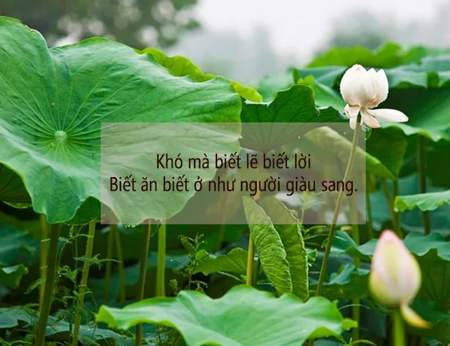 50 câu ca dao, tục ngữ, thành ngữ về liêm khiết, thanh liêm hay nhất