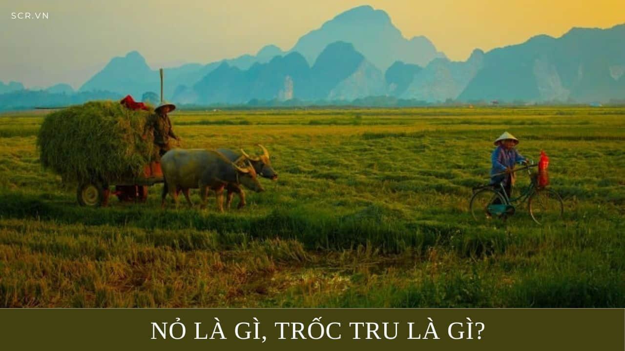 55+ Câu Chửi Tiếng Miền Trung, Những Câu Nói Miền Trung Khó Hiểu