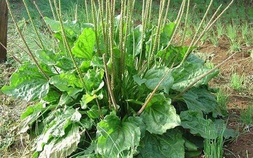 Vị thuốc quý xa tiền tử (cây mã đề)