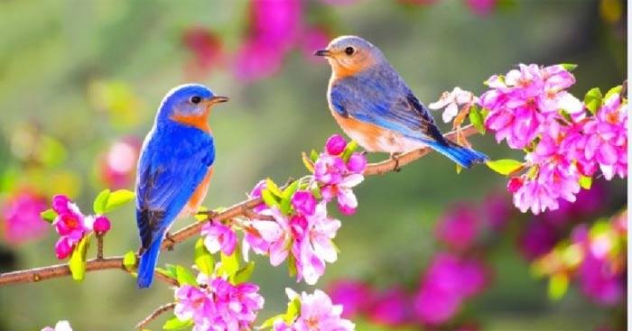 Phân tích bài thơ Chiều xuân của Anh Thơ (Sơ đồ tư duy)                                   2 Dàn ý & 12 bài văn mẫu lớp 9 hay nhất