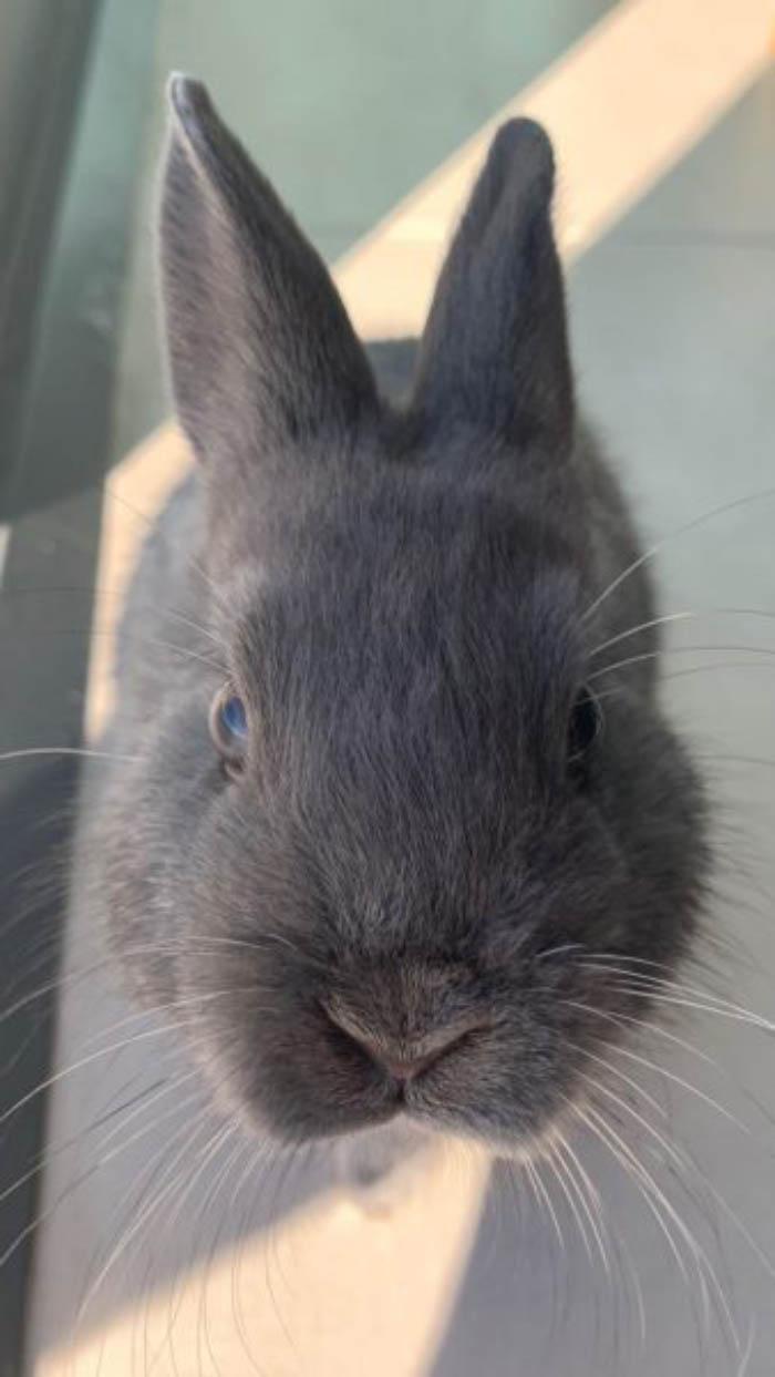 Khám Phá 99+Những Hình Ảnh Con Thỏ Cute Đang Hot Nhất