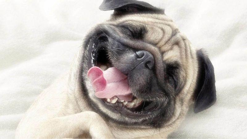 Hình nền máy tính hài hước: bộ sưu tập, cách chọn và tải