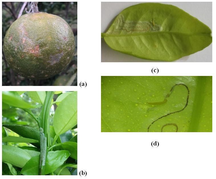 Sâu vẽ bùa (Phyllocnistis citrella Sainton) hại cam và biện pháp phòng trừ