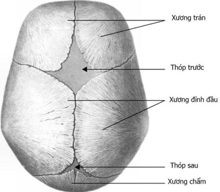 Thóp lõm ở trẻ sơ sinh cảnh báo điều gì?