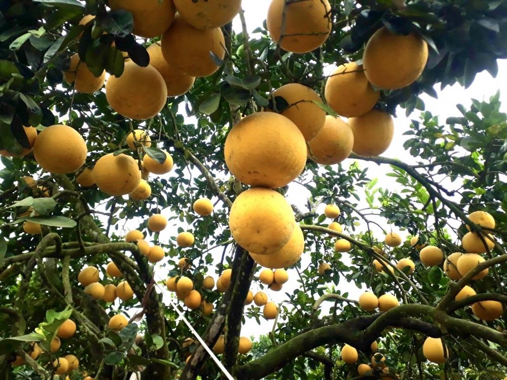 “Tháng Tám nắng rám trái bưởi”