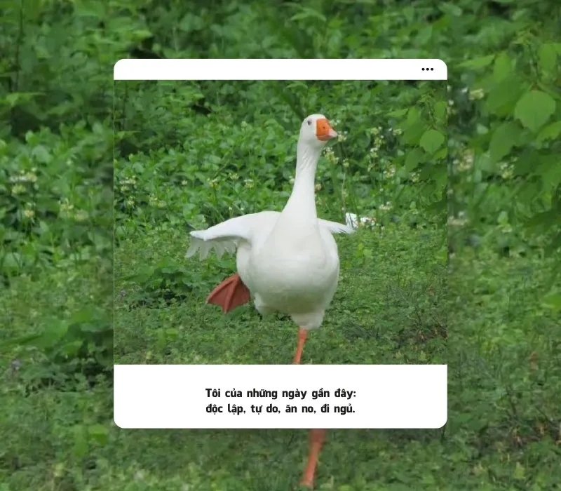 111 stt xàm bá đạo, hài hước