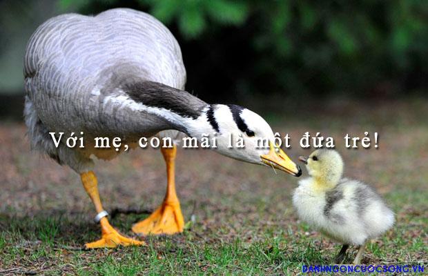 Những câu danh ngôn ý nghĩa về Mẹ