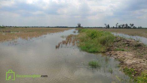 Tôm sú quãng canh là gì –  Tôm sú thiên nhiên sạch?