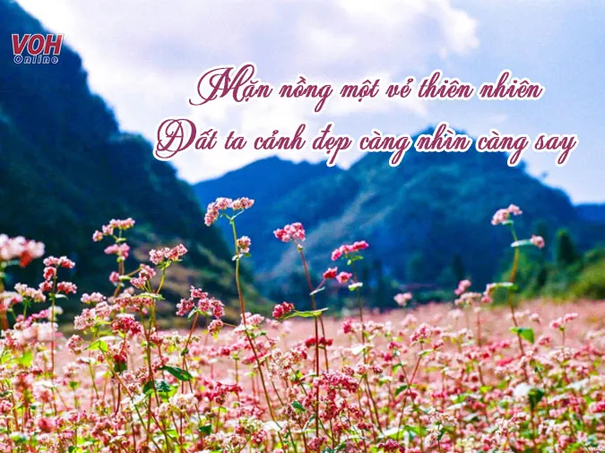 Top 40 stt cảnh đẹp gửi gắm tâm tình trước thiên nhiên, đời sống