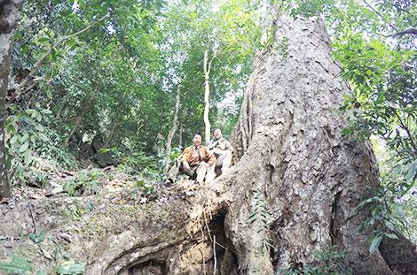 Lời thì thào của mỗi tàng cây