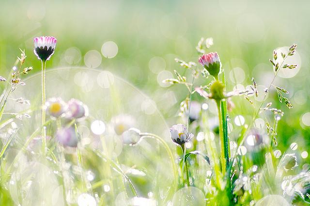 Nhung loi chuc buoi sang bang tho hay va y nghia nhat