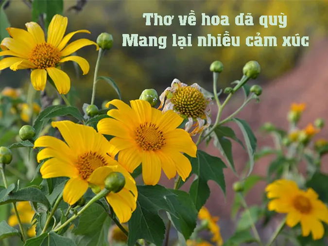 17 bài thơ về hoa dã quỳ hay và ý nghĩa