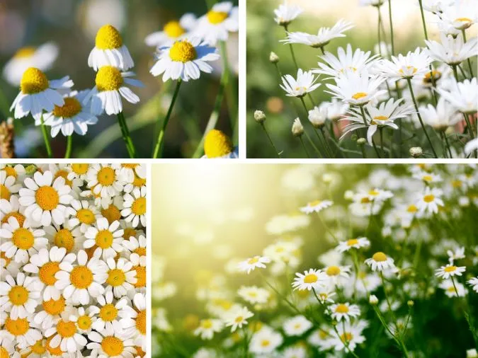 Tuyển tập những bài thơ về hoa cúc đi vào lòng người