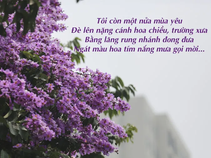 Chùm thơ về màu tím yêu thương, màu tím thuỷ chung