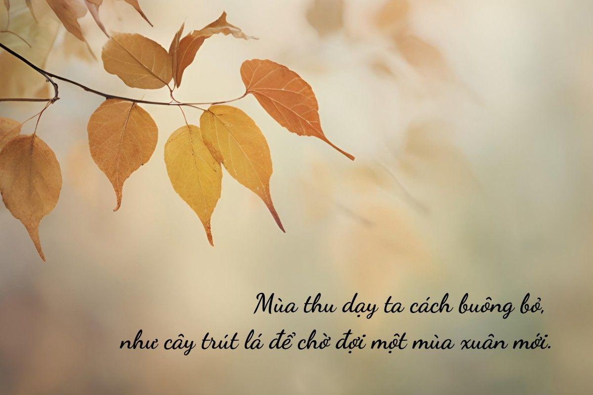 1001+ STT mùa thu hay, ấn tượng, thả thính, hài hước và sâu lắng nhất