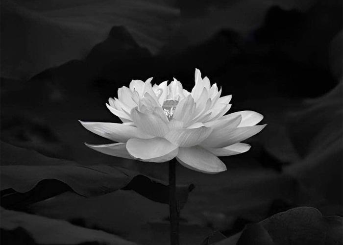 Hình ảnh avatar hoa sen đen là biểu tượng giàu tính tâm linh