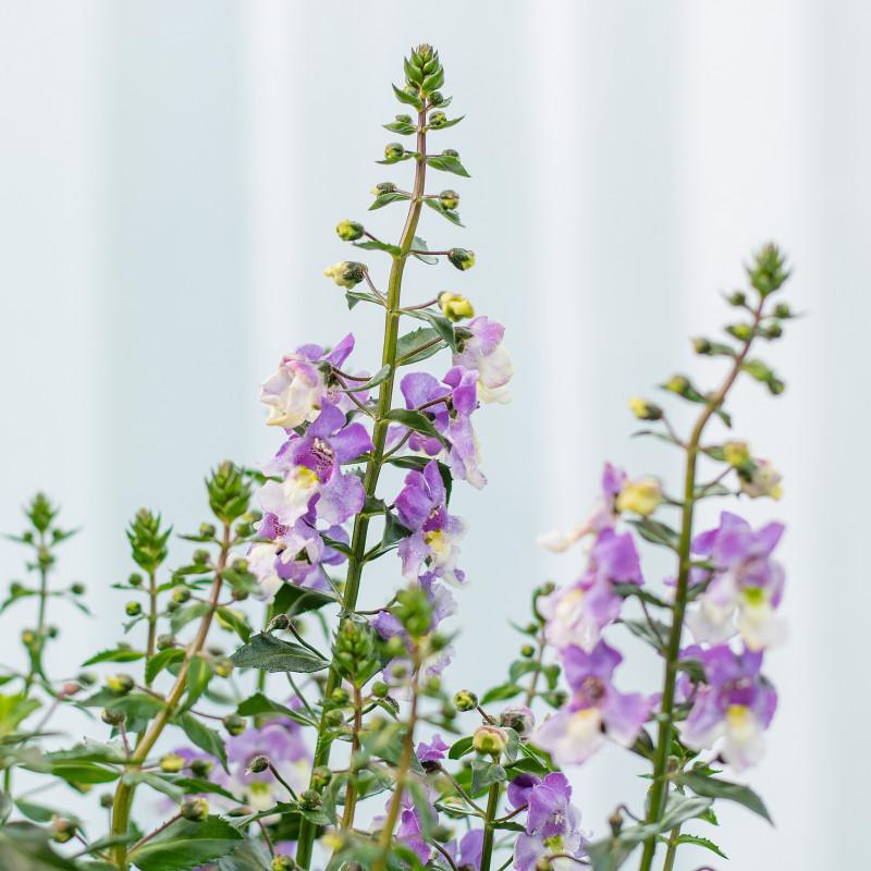 Bâng Khuâng – Những bụi hoa dịu ngọt sắc màu