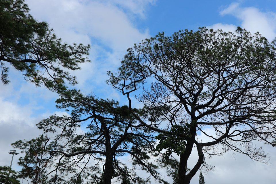 Lời tỏ tình ngọt ngào