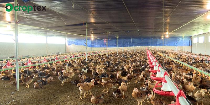 Chăn Nuôi Ở Nước Ta Hiện Nay: Thách Thức Và Cơ Hội