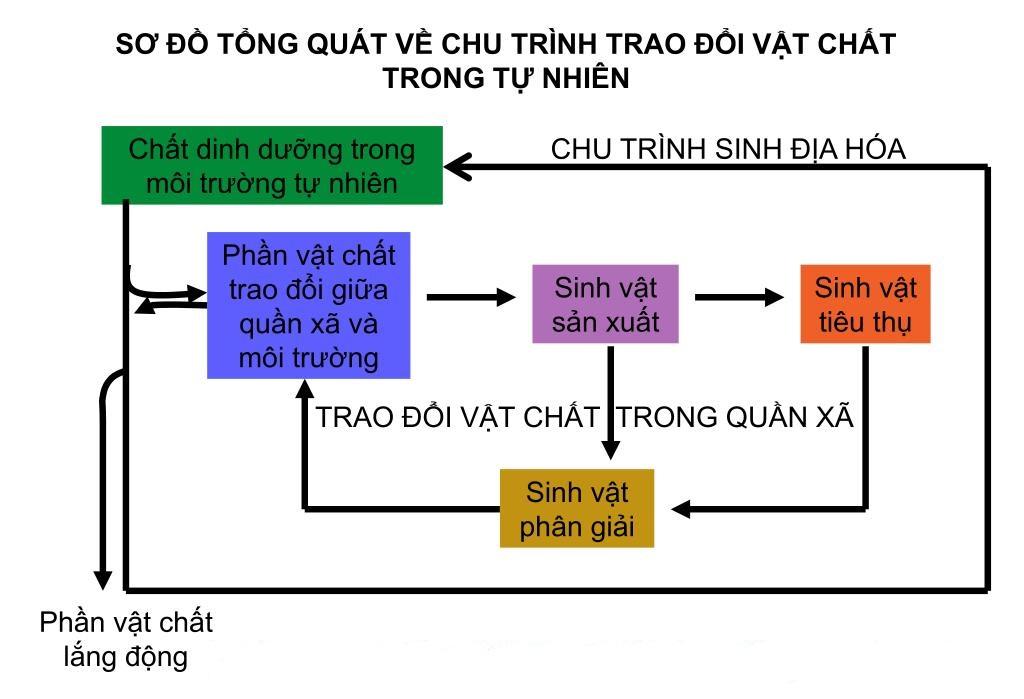 Trao đổi vật chất thông qua chu trình sinh địa hóa