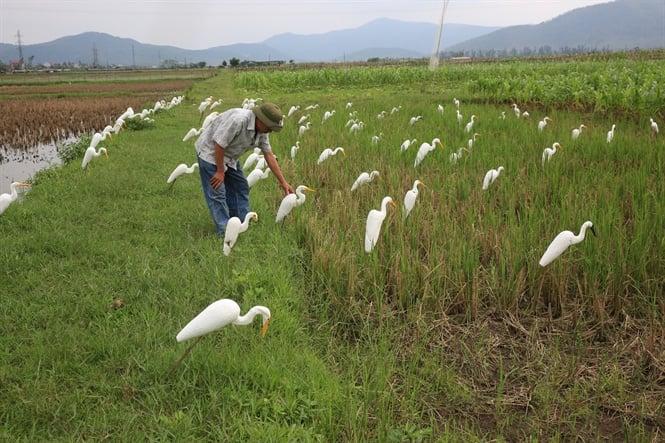 Rùng mình cảnh tượng hàng trăm con cò, vạc giãy giụa, rên xiết trong đớn đau