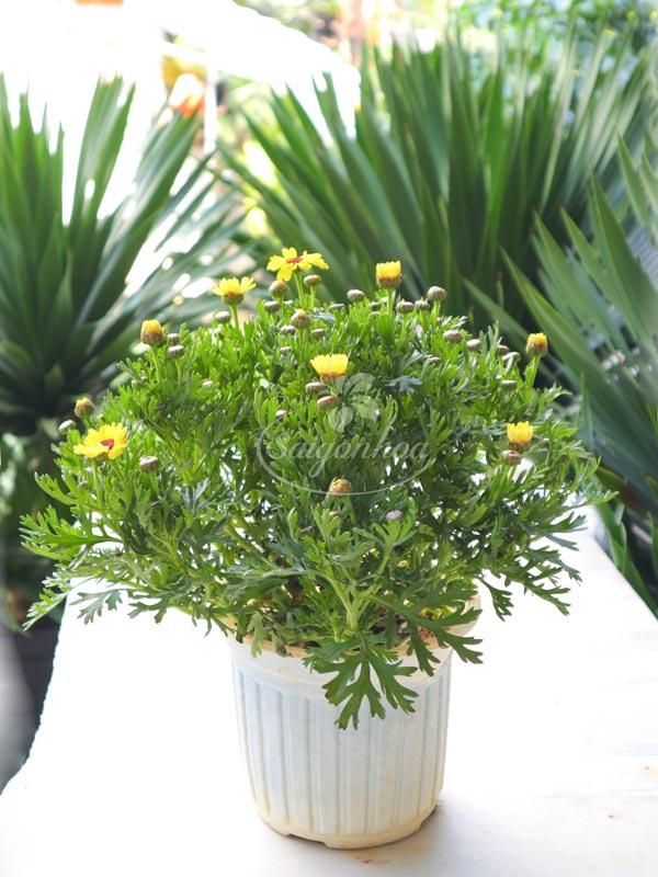 Hoa Cúc Họa Mi Vàng