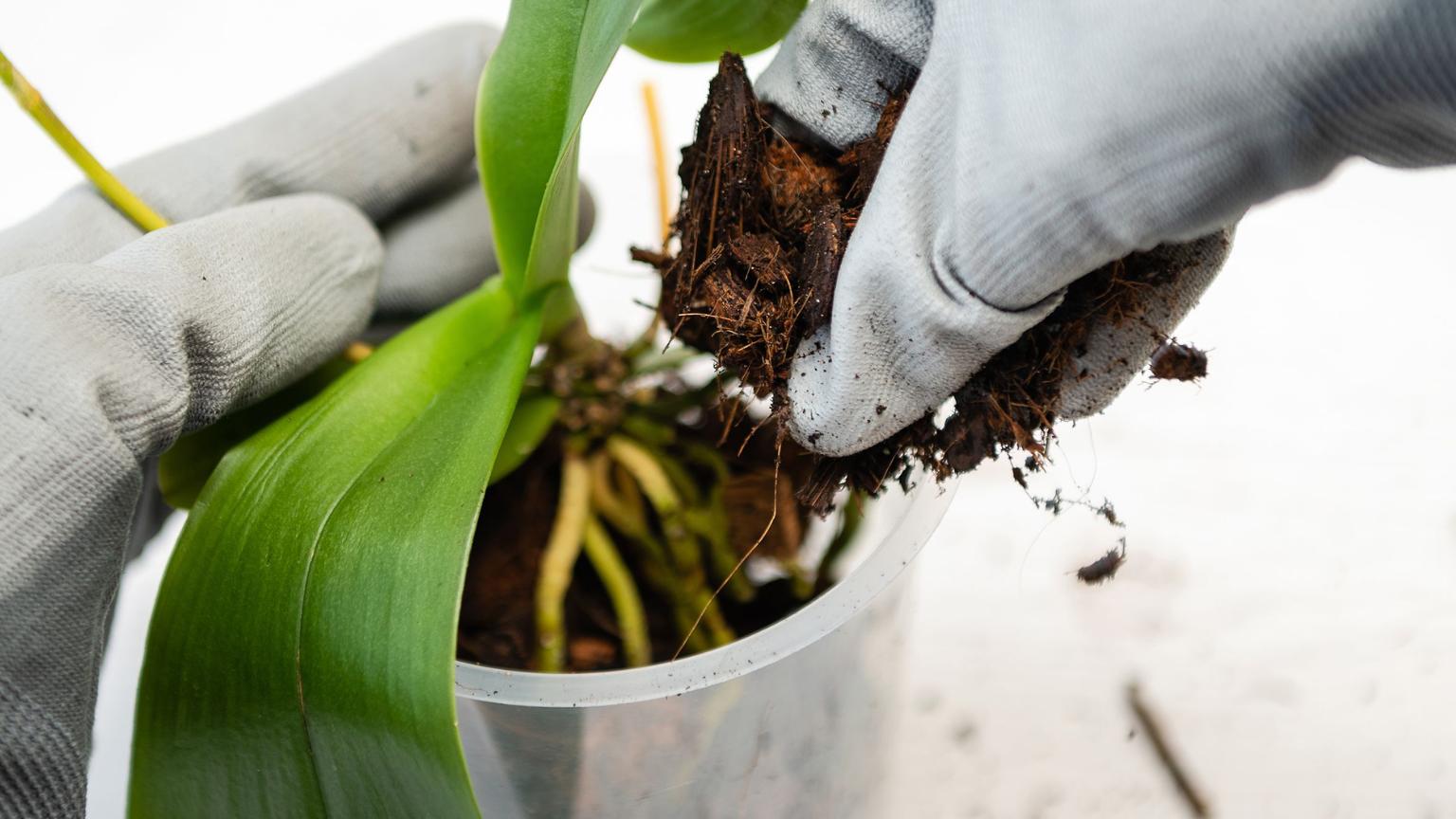 Hướng dẫn cách làm giá thể từ xơ dừa đơn giản nhất 2025