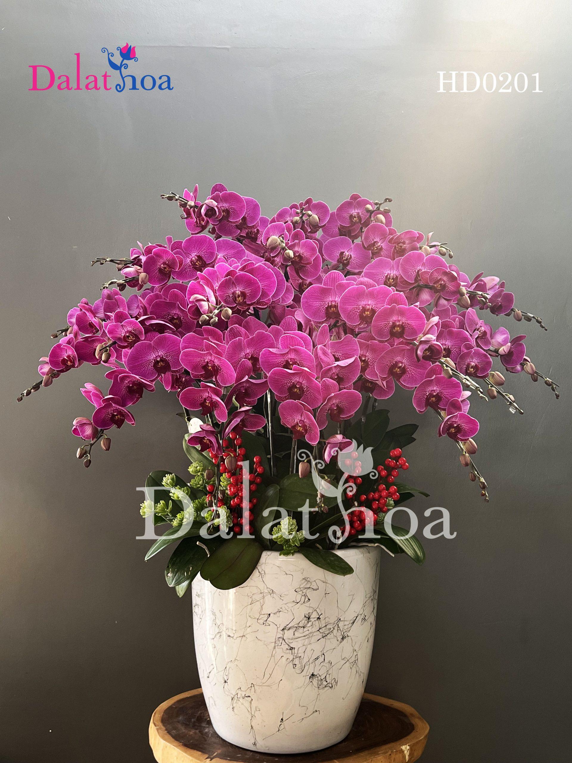 Câu chuyện về Hoa Lan Hồ Điệp màu tím