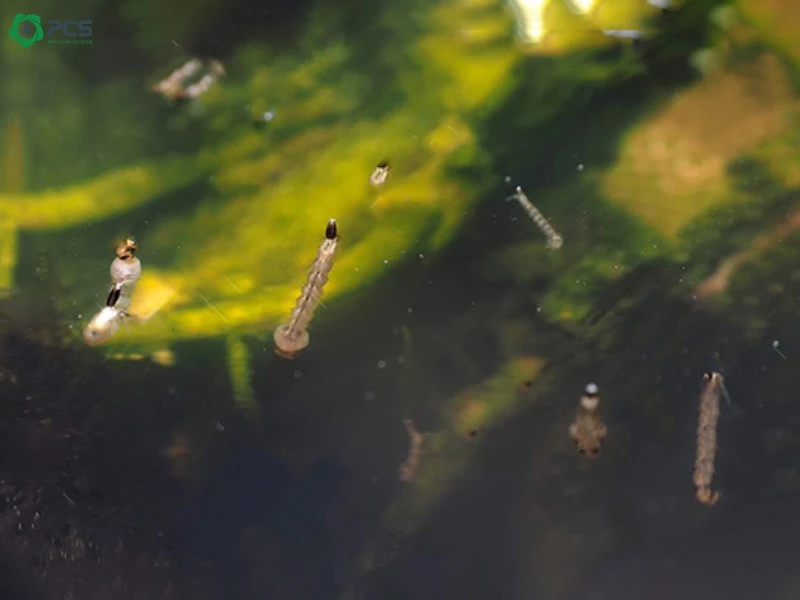 Cách diệt loăng quăng trong chậu cây thủy sinh