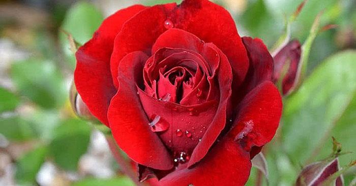 Dàn ý tả một loài hoa chi tiết