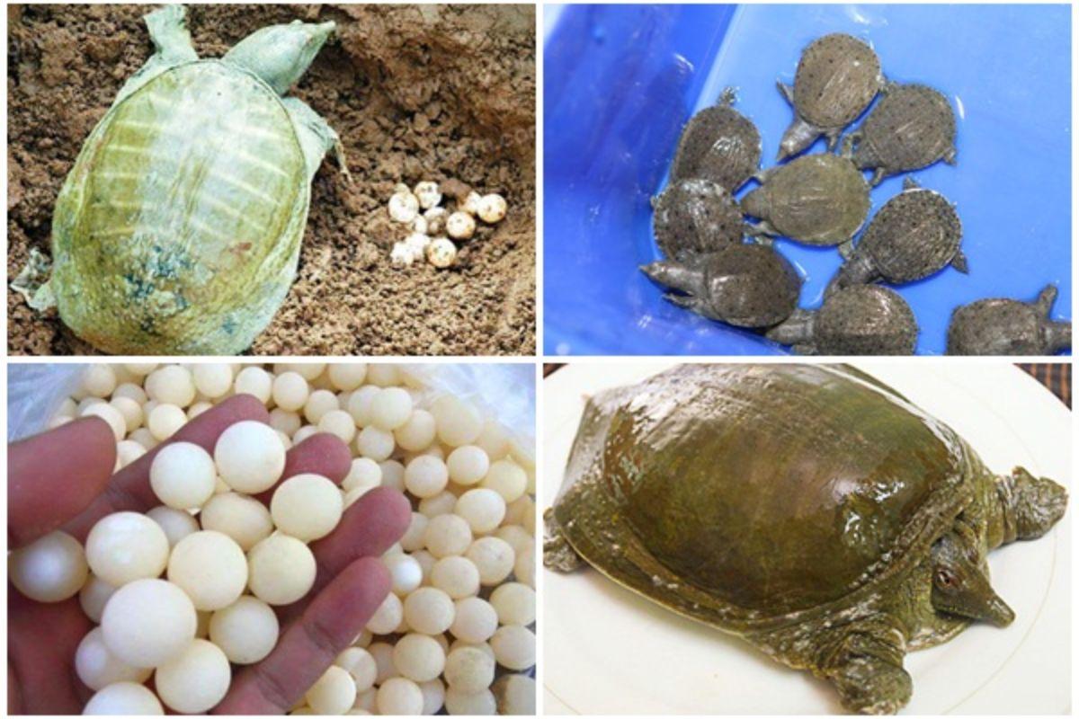 Cách chăm sóc và sử dụng thức ăn cho ba ba con