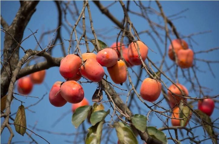 Đọc hiểu Mùa xuân chín đề 1