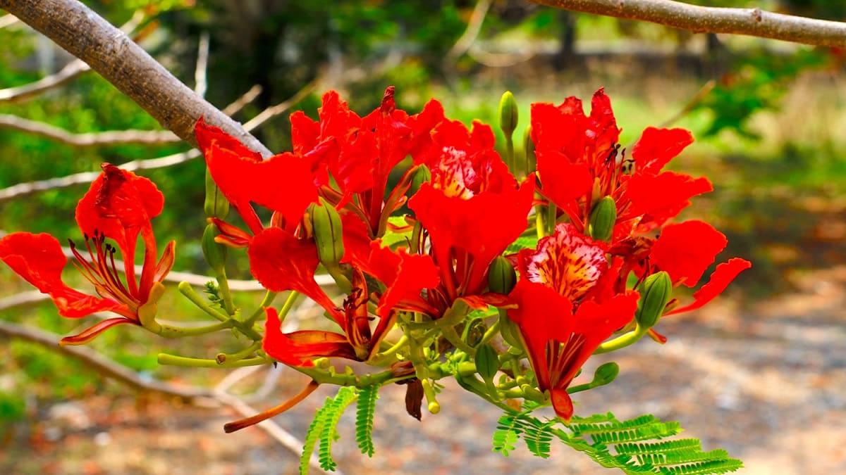 Tuyển tập 99+ bài thơ về hoa chứa nhiều ý nghĩa và cảm xúc