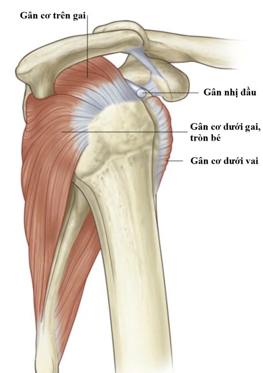 Rách chóp xoay – Phân loại